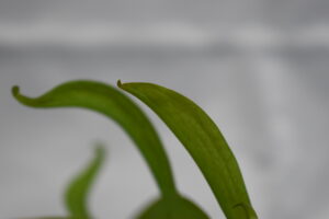 サラセニアの剪定をしました｜成長記録【2025年4月6日】