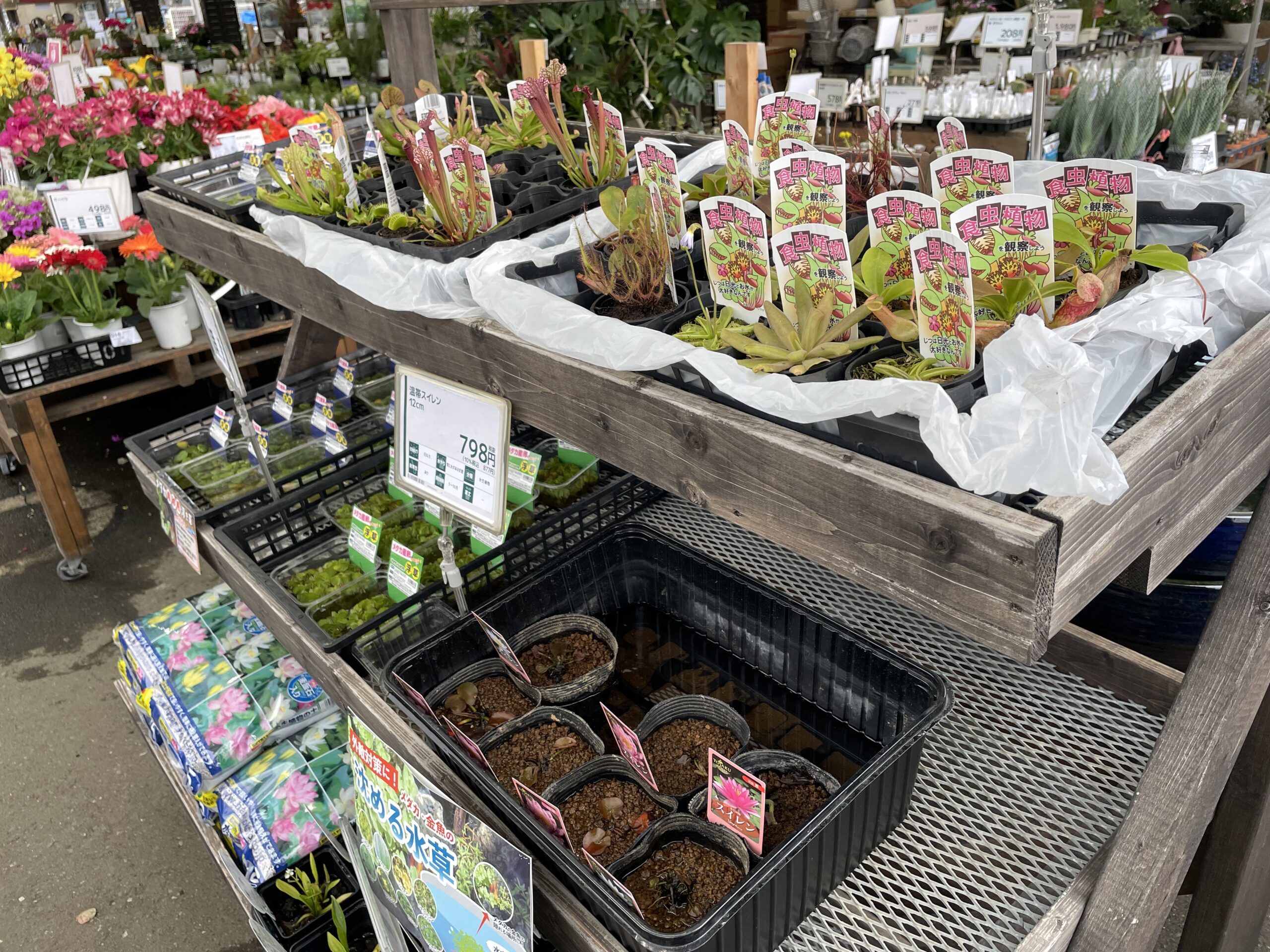 ホームセンターでお買い物｜新しい植物との出会い｜気楽に食虫植物