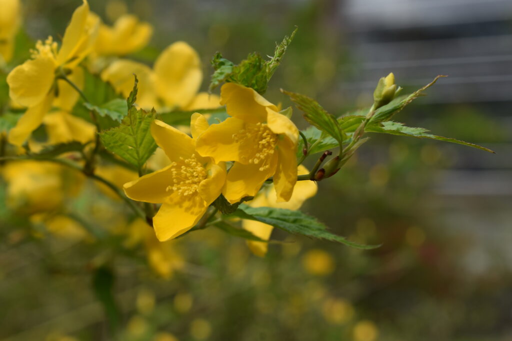 北海道大学植物園画像3