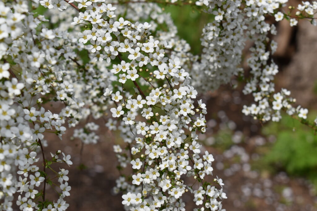 北海道大学植物園画像5