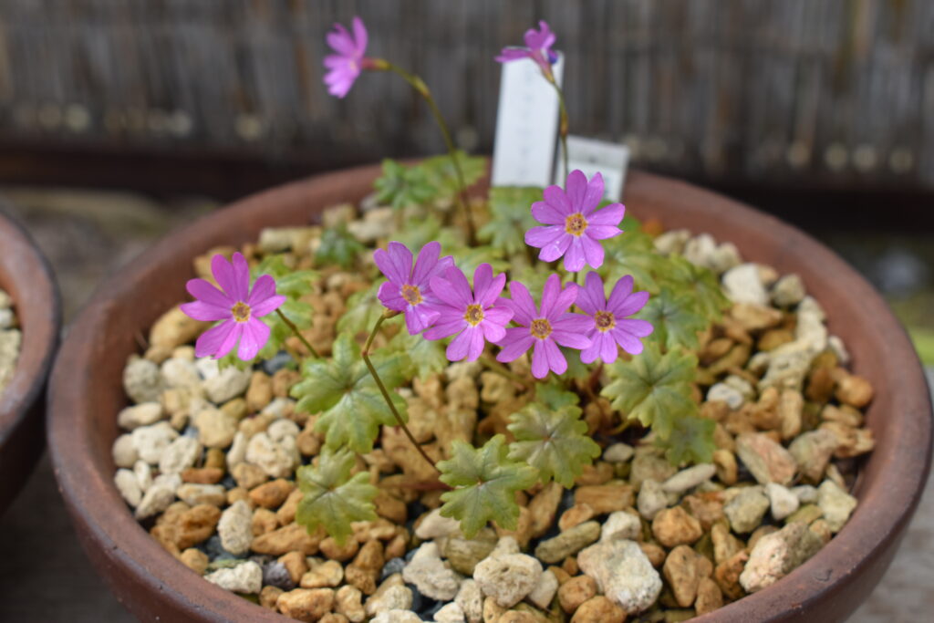 北海道大学植物園画像7