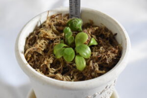 食虫植物の植え替え｜食虫植物栽培記録【2025年5月1日】