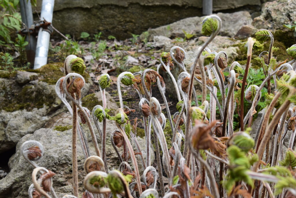 北海道大学植物園画像10
