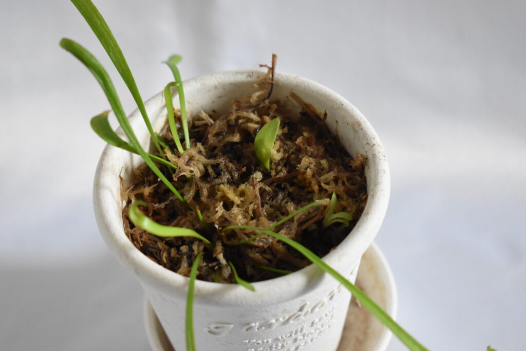 食虫植物増殖組画像1