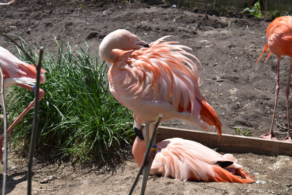 旭山動物園画像4