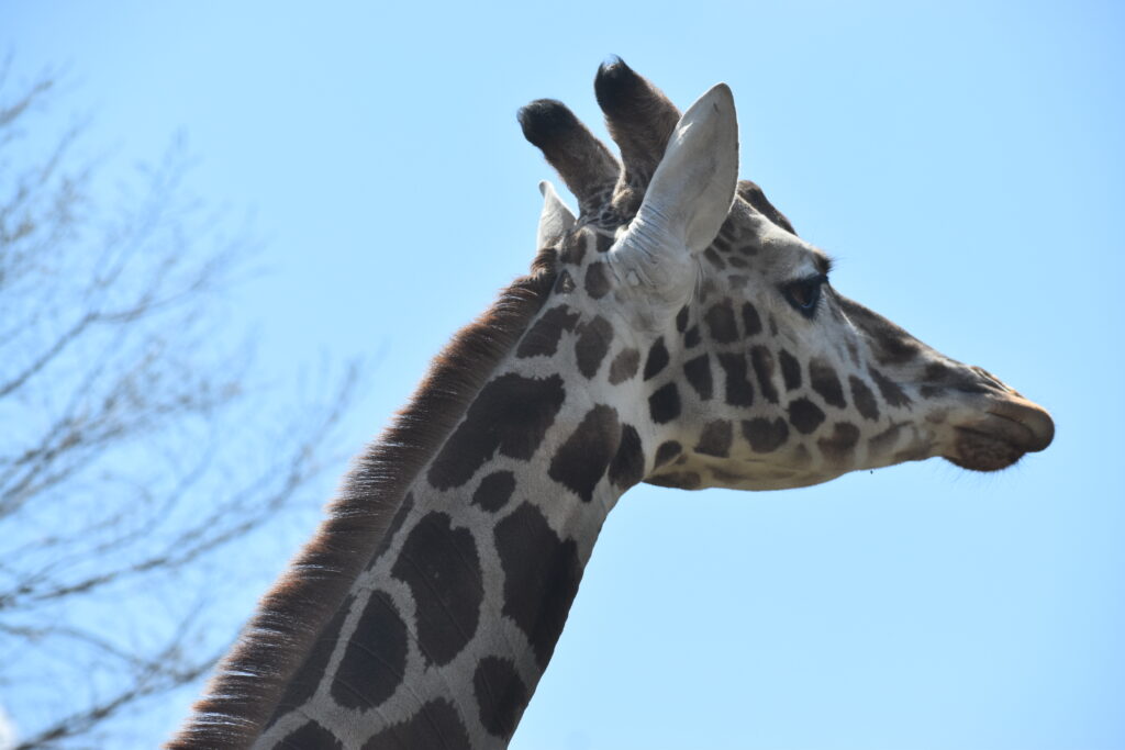 旭山動物園画像5