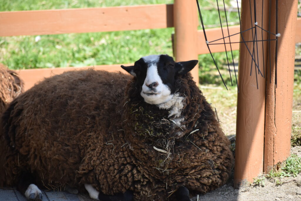 旭山動物園画像15