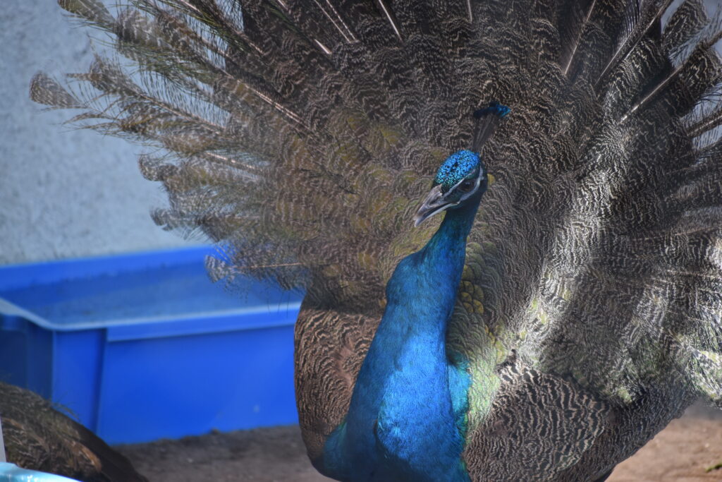 旭山動物園画像6