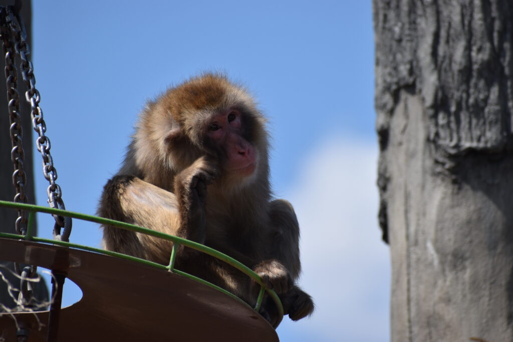 旭山動物園画像7