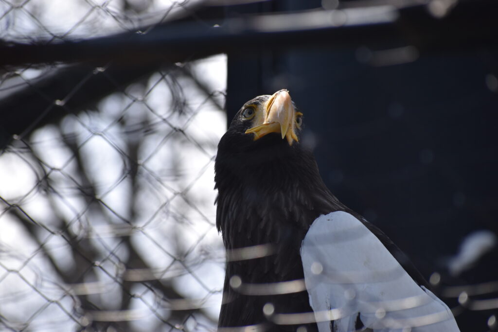 旭山動物園画像8