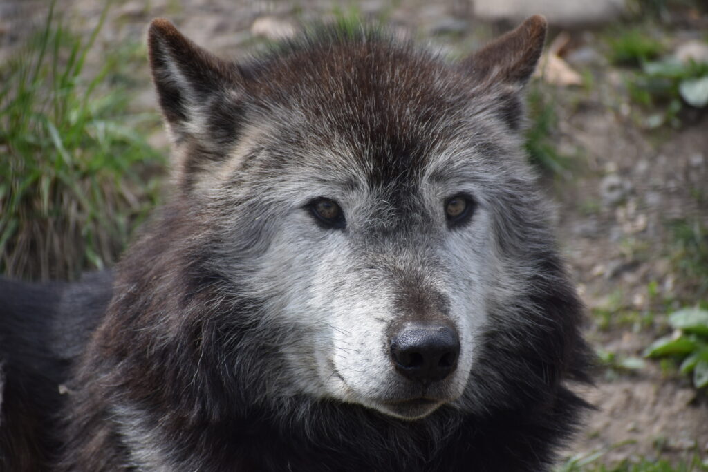 旭山動物園画像10