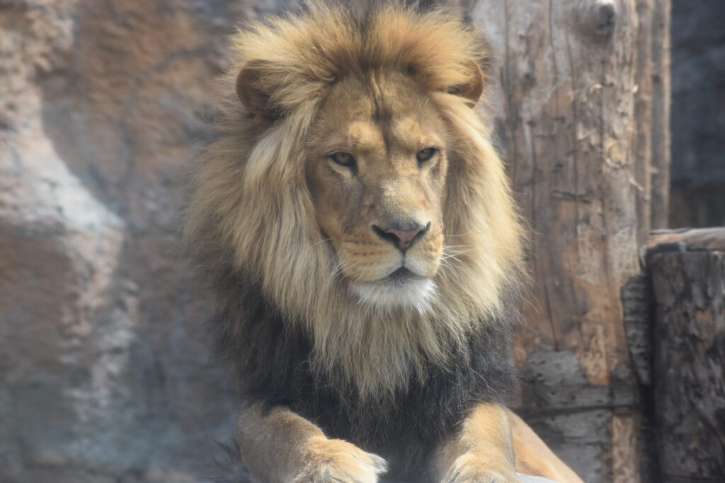 旭山動物園画像11