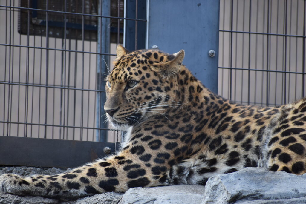 旭山動物園画像12