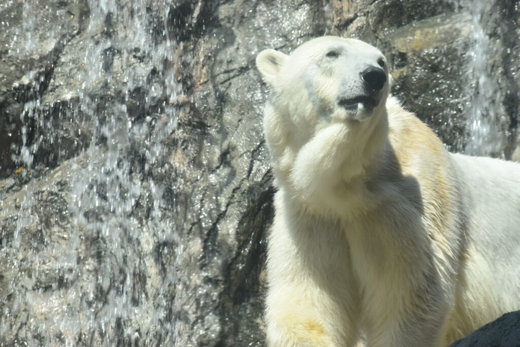 旭山動物園画像13