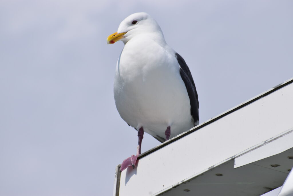 カモメ画像2