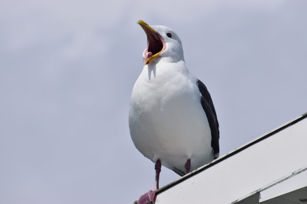 カモメ画像3