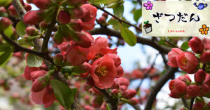 【2025年5月】北海道大学植物園を散策