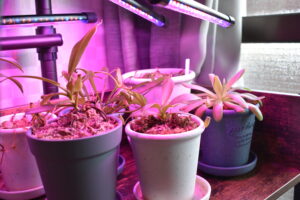 植物育成ライトを購入してみた | 食虫植物栽培記録【2025年6月21日】