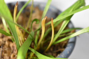 サラセニア復活の兆しか？ | 食虫植物栽培記録【2025年6月23日】
