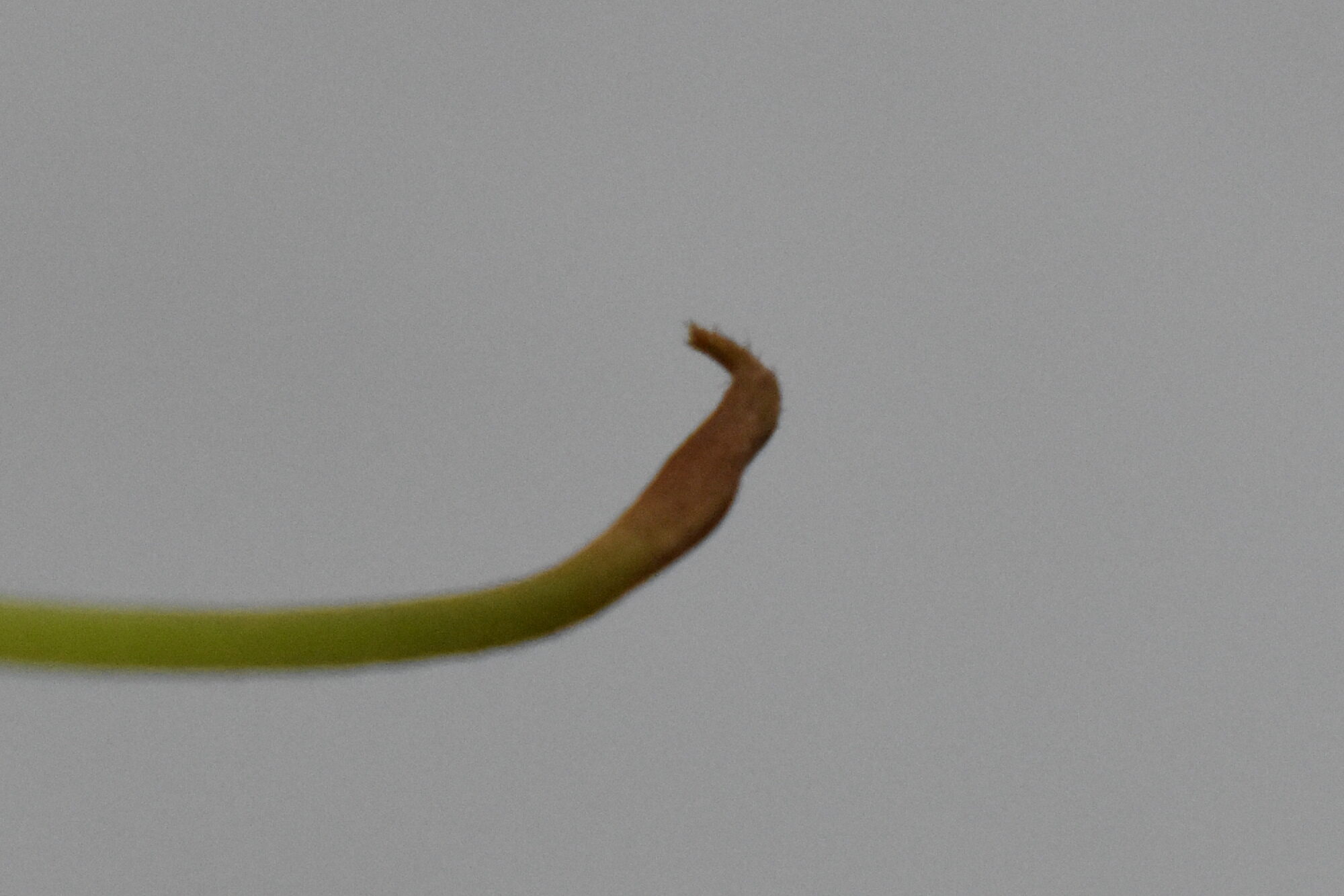 過去のウツボカズラの画像その1