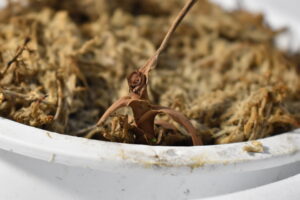 枯草状態のウツボカズラのようすが・・・！ | 成長観察記録【2025年7月5日】