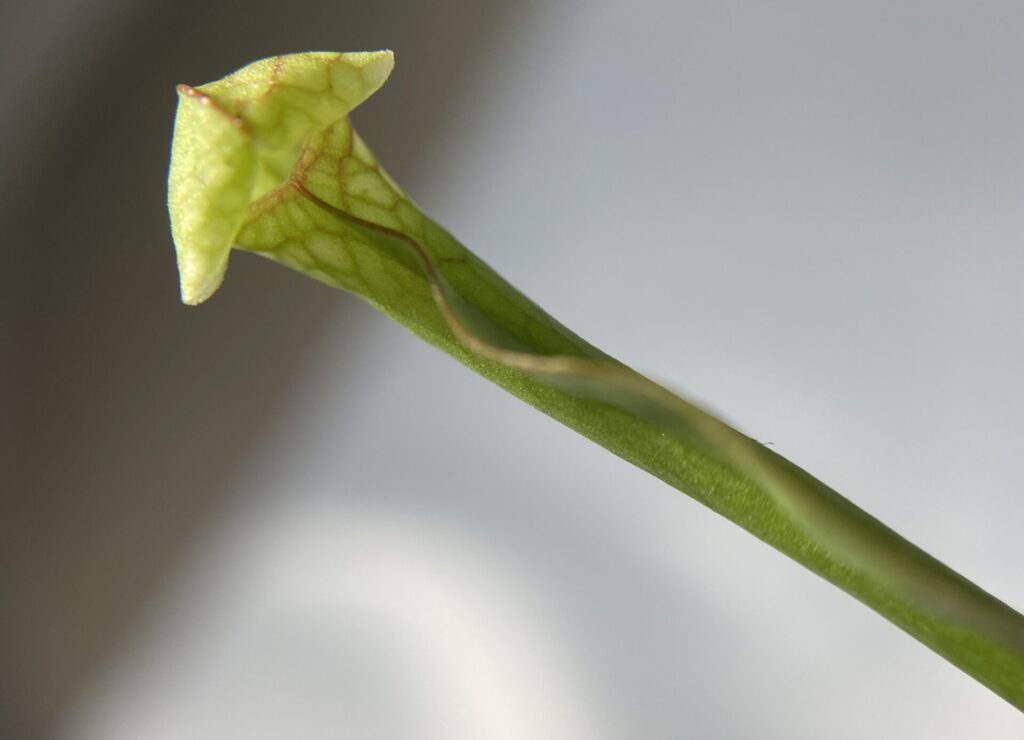 サラセニア画像8