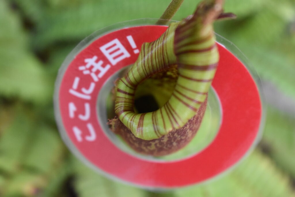 神代植物園画像24