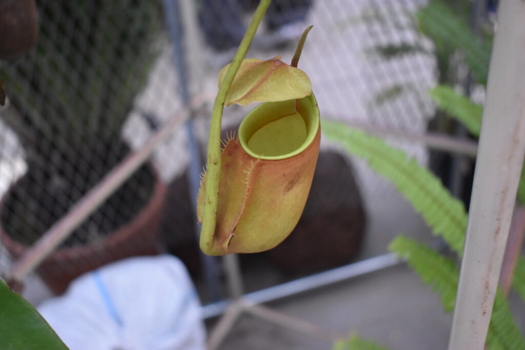 神代植物園画像8