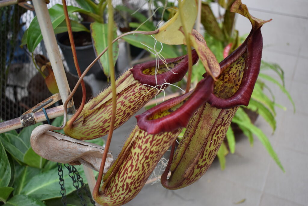 神代植物園画像9