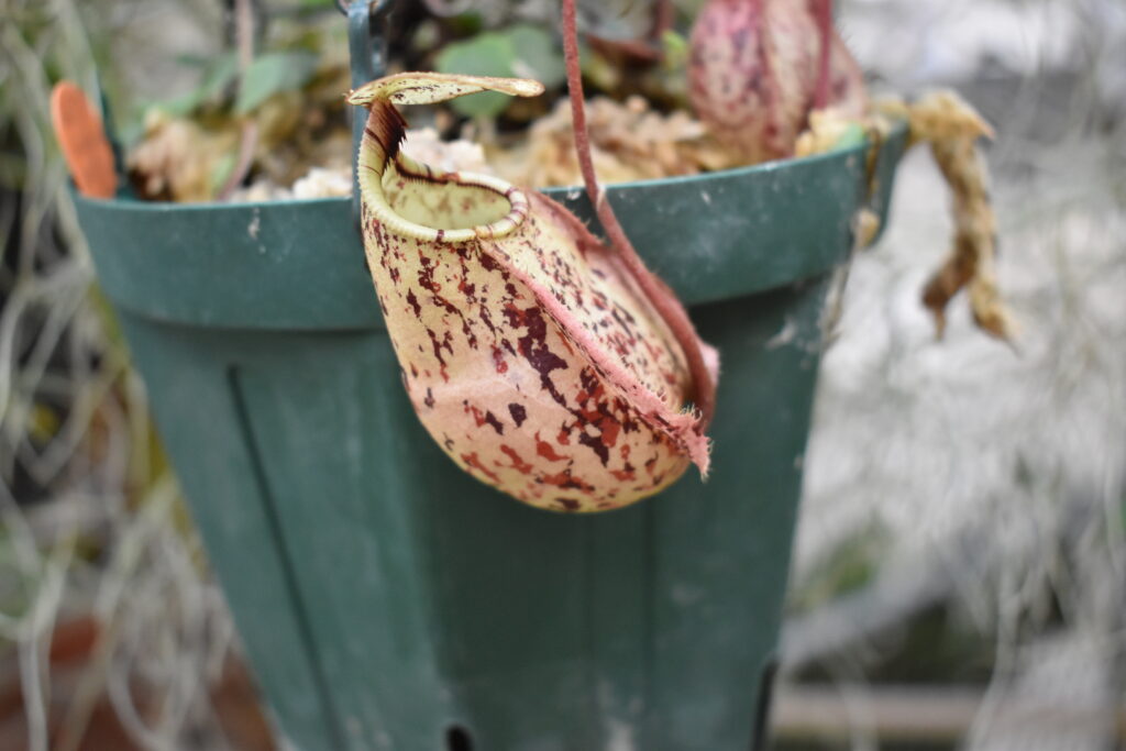 神代植物園画像10