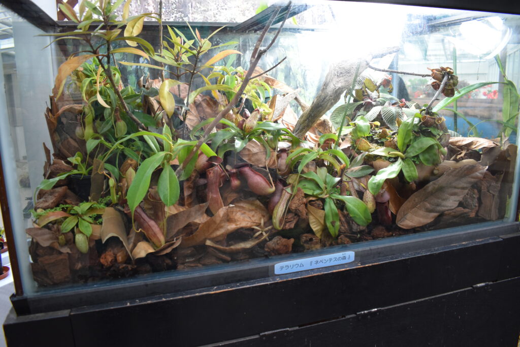 神代植物園画像28