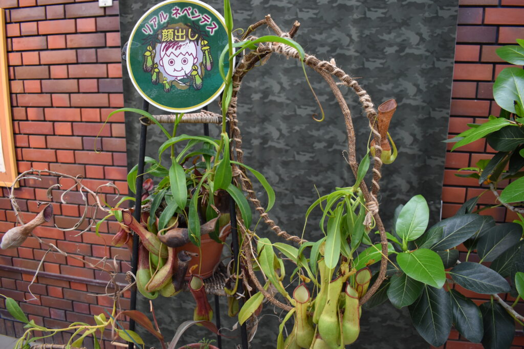 神代植物園画像21
