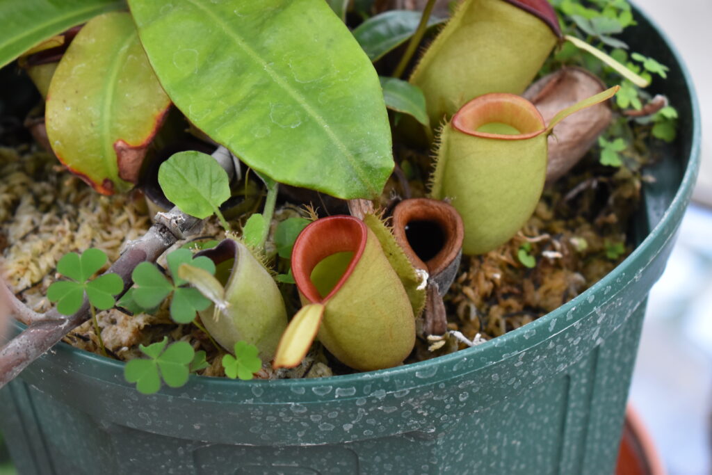 神代植物園画像11