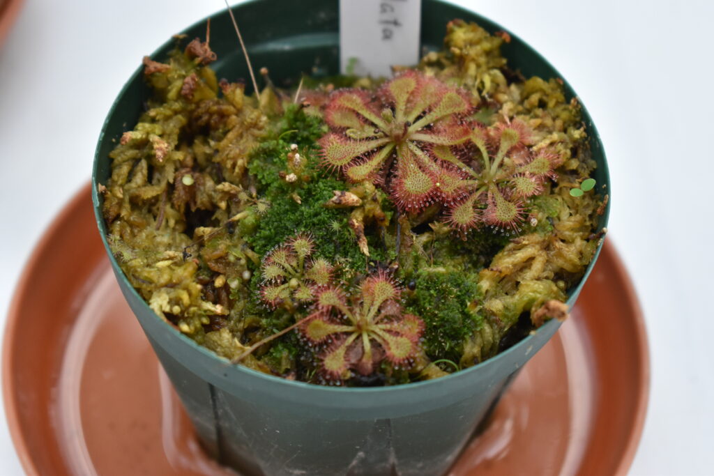 神代植物園画像12