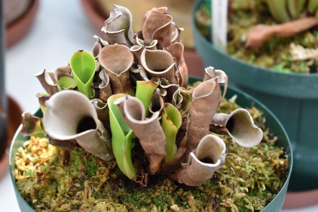 神代植物園画像18