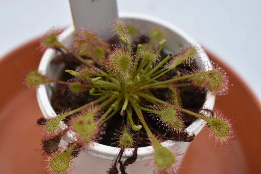 神代植物園画像13