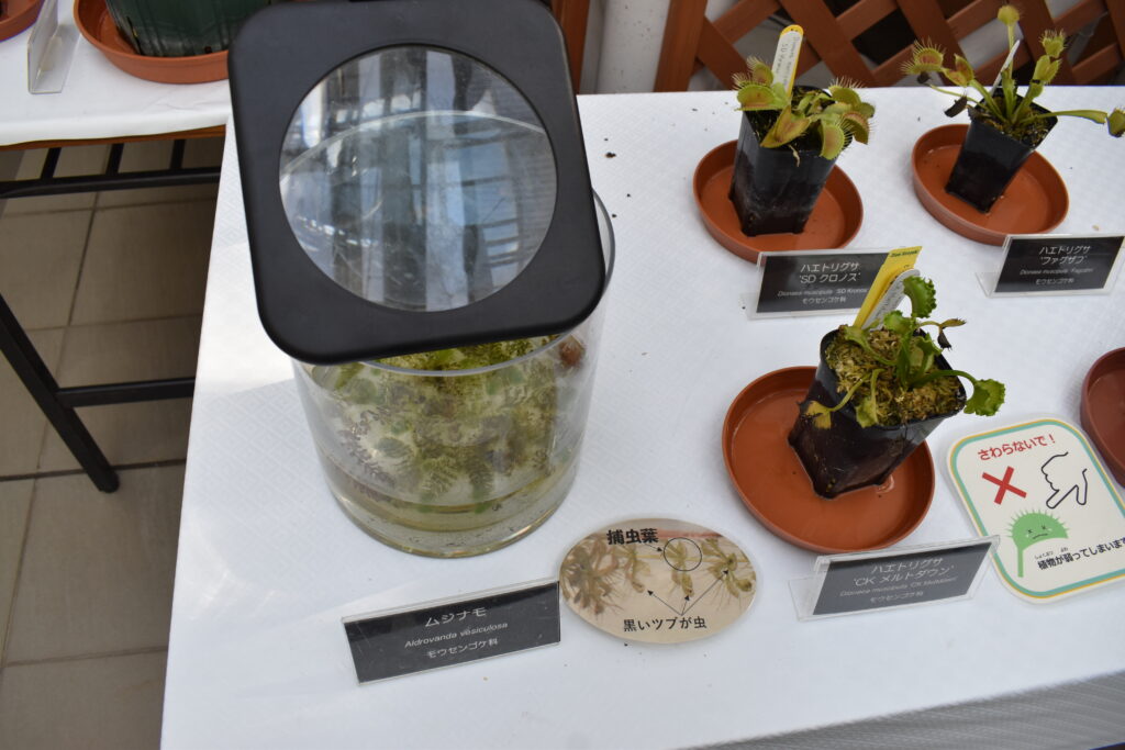 神代植物園画像26