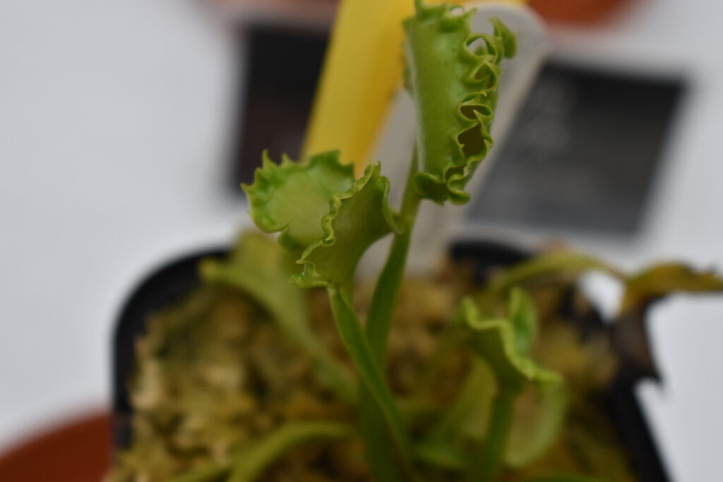 神代植物園画像6