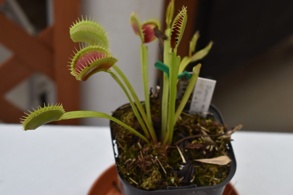 神代植物園画像7