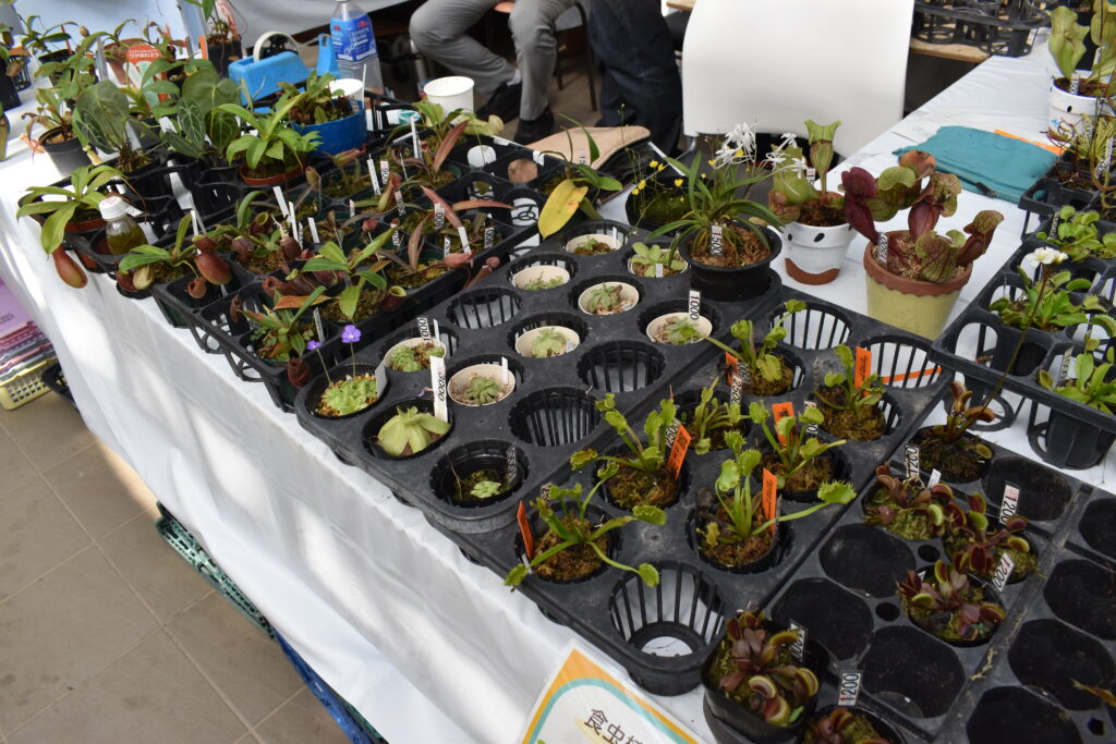 神代植物園画像19