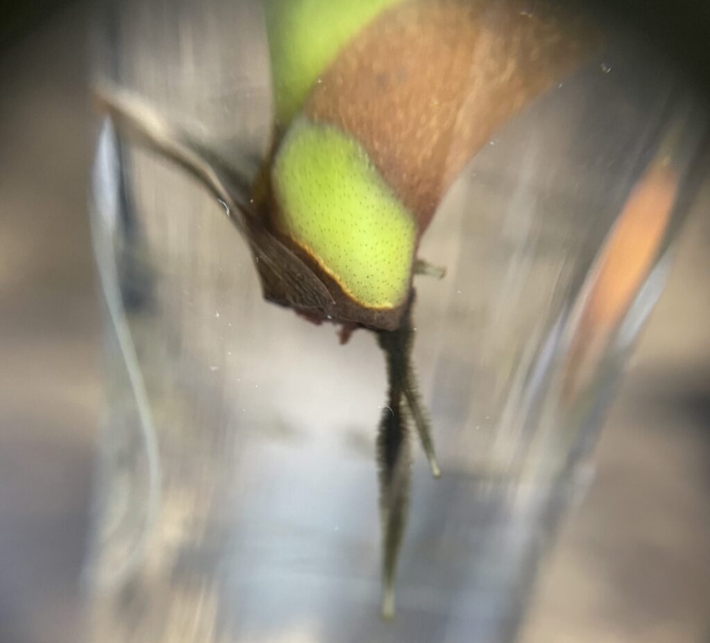 ウツボカズラ画像7
