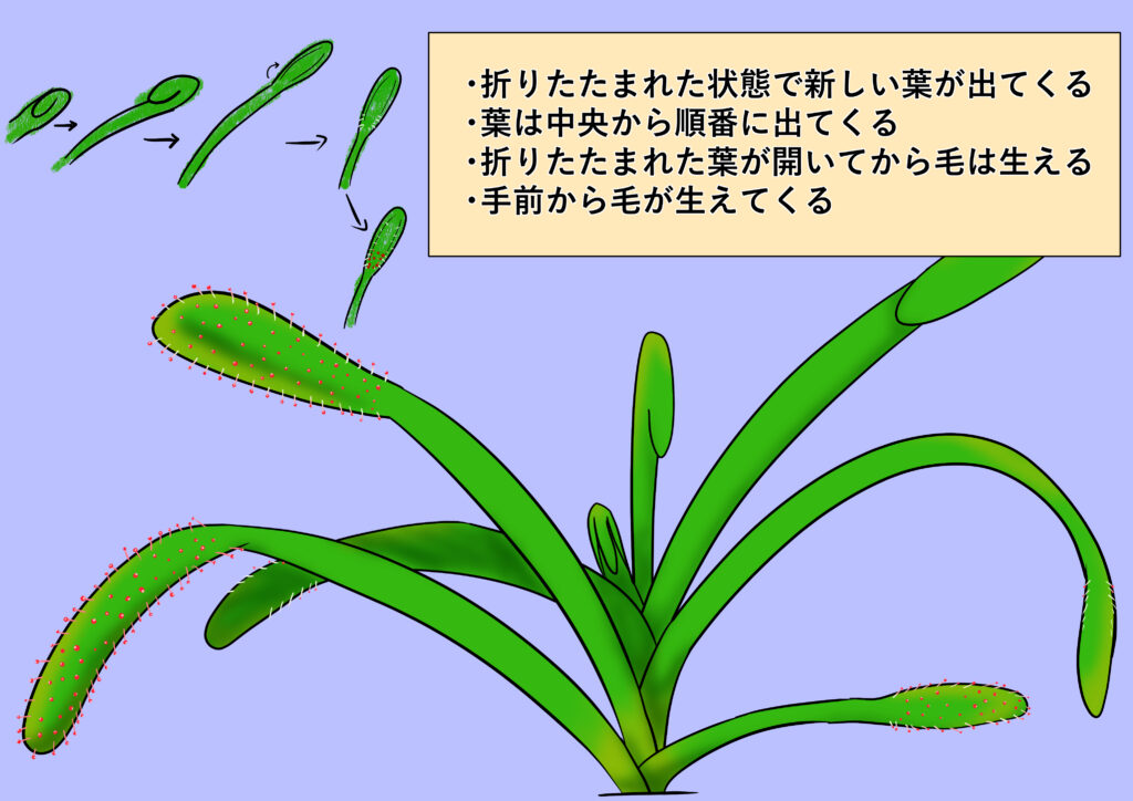 モウセンゴケの絵