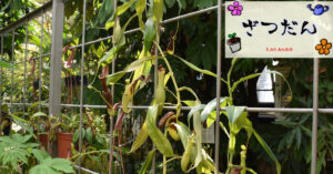 神代植物公園の食虫植物展へ | 【2025年8月5日】