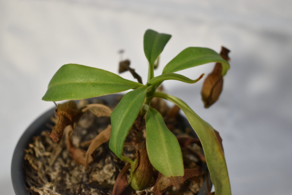 ウツボカズラ画像1