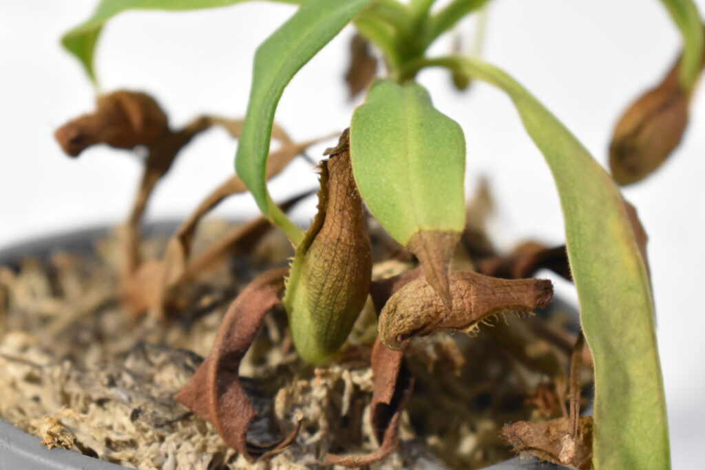 ウツボカズラ画像2