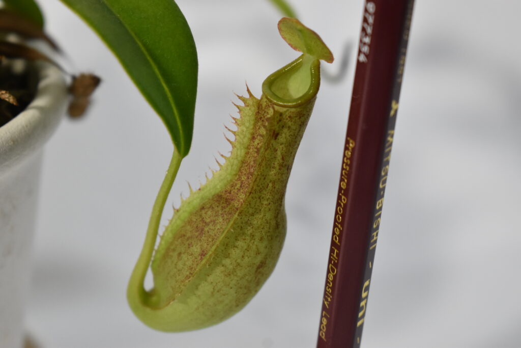 ウツボカズラ画像5