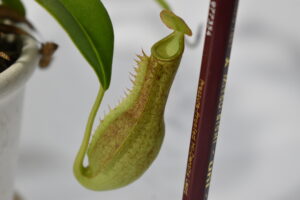 2025年10月下旬ウツボカズラの様子 ｜ 鉢ごとの成長に差が生じた【2025年10月22日】