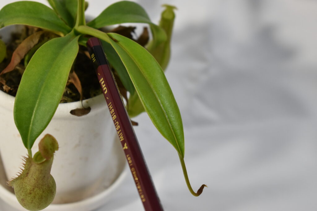 ウツボカズラ画像6