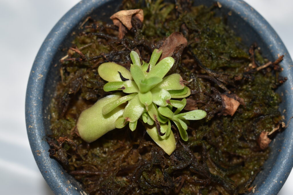 ムシトリスミレ画像1