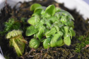 ゆっくりと成長するセファロタス | 成長観察記録【2025年11月上旬】